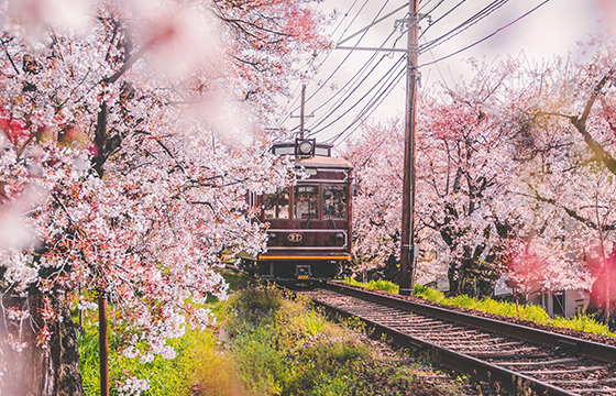 봄맞이 여행위크