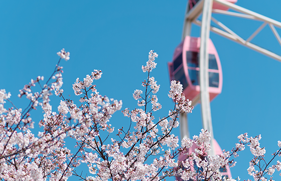 봄 시즌 한정 세일