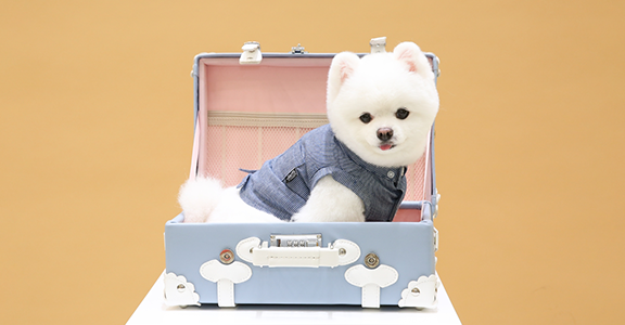강아지 이미지