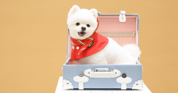 강아지 이미지